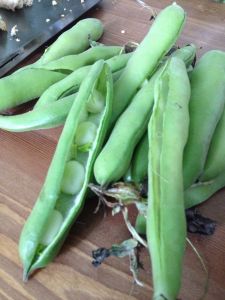 Broad beans